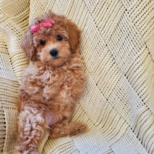 Poodle Puppy Penelope