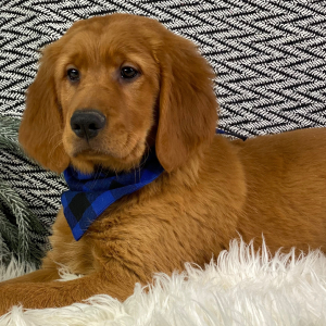 Golden Retriever Puppy Mavis