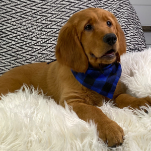 Golden Retriever Puppy Mavis