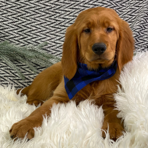 Golden Retriever Puppy Mavis