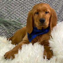 Golden Retriever Puppy Mavis