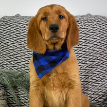 Golden Retriever Puppy Mavis