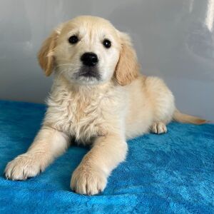 Golden Retriever Puppy Niko