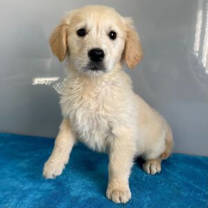 Golden Retriever Puppy Niko