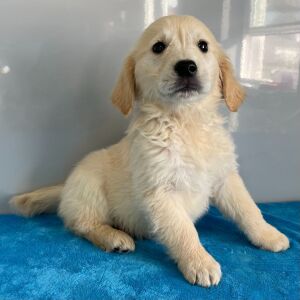 Golden Retriever Puppy Niko