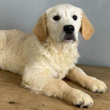 Golden Retriever Puppy Niko