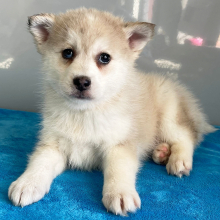 Pomsky Puppy Wesley