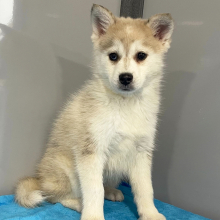 Pomsky Puppy Wesley
