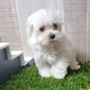 Maltese Puppy Patriot