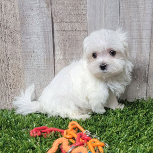 Maltese Puppy Patriot