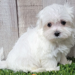 Maltese Puppy Patriot