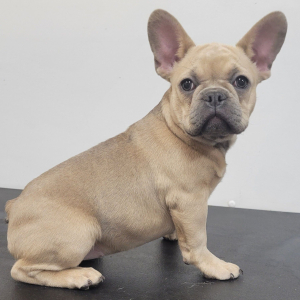 French Bulldog Puppy DD