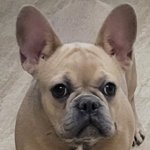 French Bulldog Puppy DD