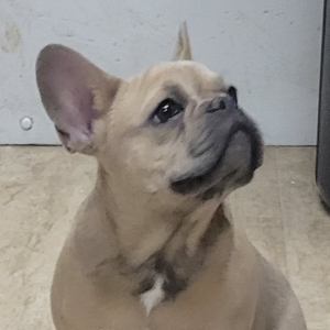 French Bulldog Puppy DD
