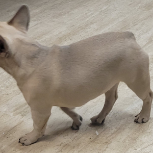 French Bulldog Puppy DD