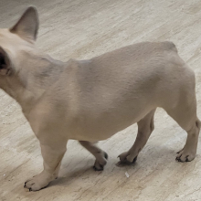 French Bulldog Puppy DD