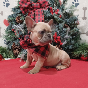 French Bulldog Puppy Nick
