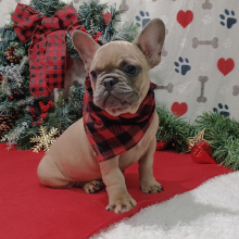 French Bulldog Puppy Nick