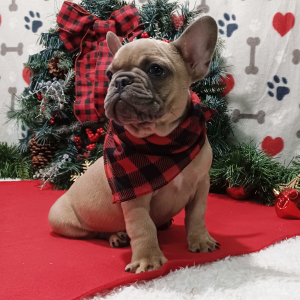 French Bulldog Puppy Nick