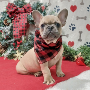 French Bulldog Puppy Nick