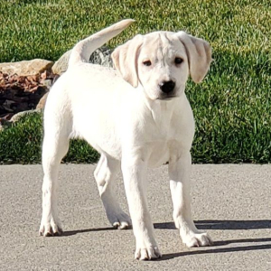 Labrador Retriever Puppy Amber