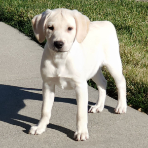 Labrador Retriever Puppy Amber