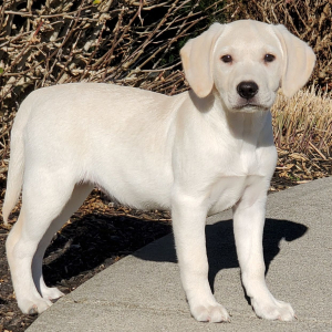 Labrador Retriever Puppy Amber