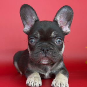 French Bulldog Puppy Tootsie