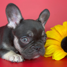 French Bulldog Puppy Tootsie