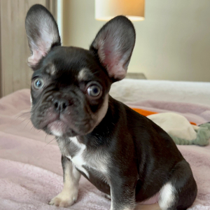 French Bulldog Puppy Tootsie
