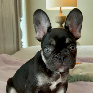 French Bulldog Puppy Tootsie
