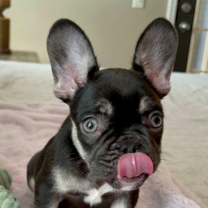 French Bulldog Puppy Tootsie