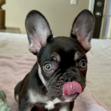 French Bulldog Puppy Tootsie