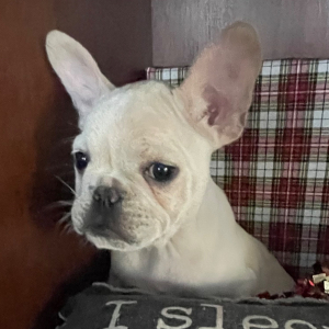 French Bulldog Puppy Luie