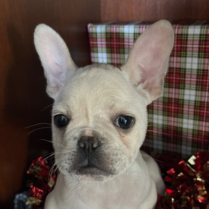 French Bulldog Puppy Luie
