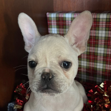 French Bulldog Puppy Luie