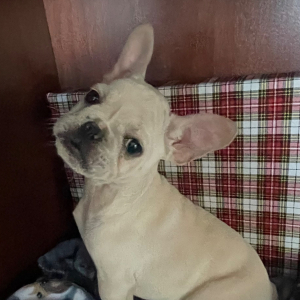 French Bulldog Puppy Luie