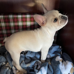French Bulldog Puppy Luie