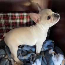 French Bulldog Puppy Luie