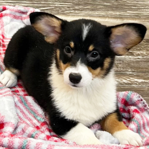 Pembroke Welsh Corgi Puppy Bella