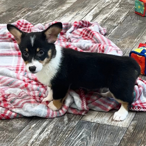 Pembroke Welsh Corgi Puppy Bella