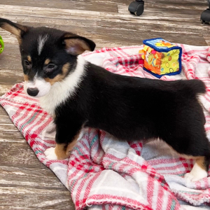 Pembroke Welsh Corgi Puppy Bella