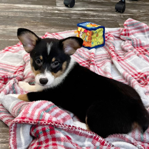 Pembroke Welsh Corgi Puppy Bella