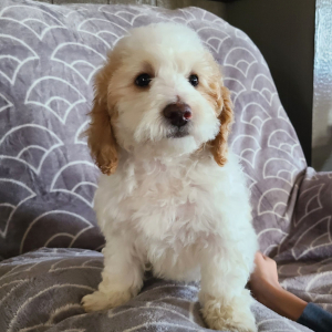 Poodle Puppy Tommy