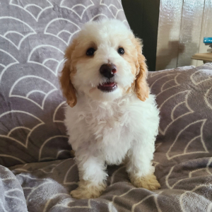 Poodle Puppy Tommy