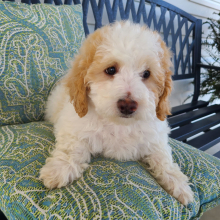 Poodle Puppy Tommy