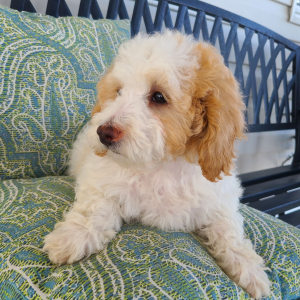 Poodle Puppy Tommy