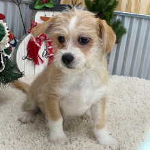 Shihpoo Puppy Hayden