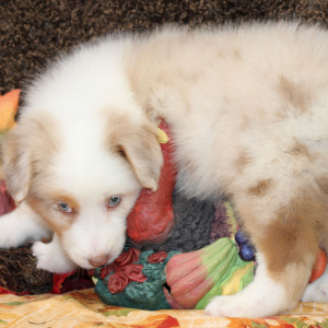Australian Shepherd Puppy Grizz
