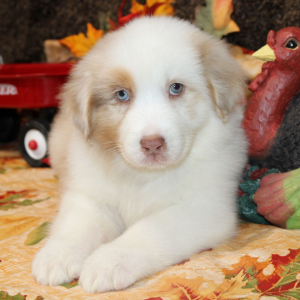 Australian Shepherd Puppy Grizz